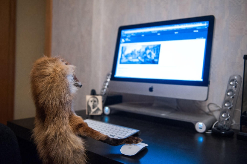 Hola Animal Defenders - Zorro Hola Animal Defenders - Zorro