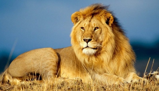 ¡Hombre, para! Animales que se han reducido a la mitad en 40 años