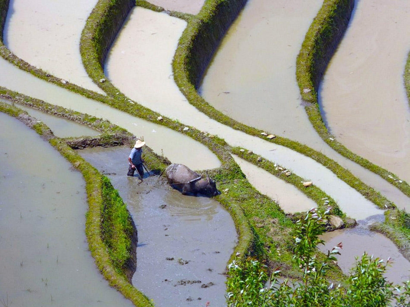 Honghe Hani Rice Terraces inscribed on the UNESCO World Heritage List