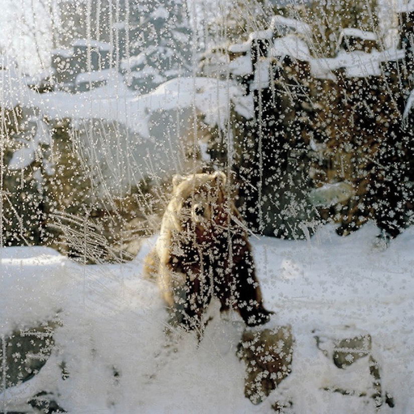 Horrors of zoos from around the world