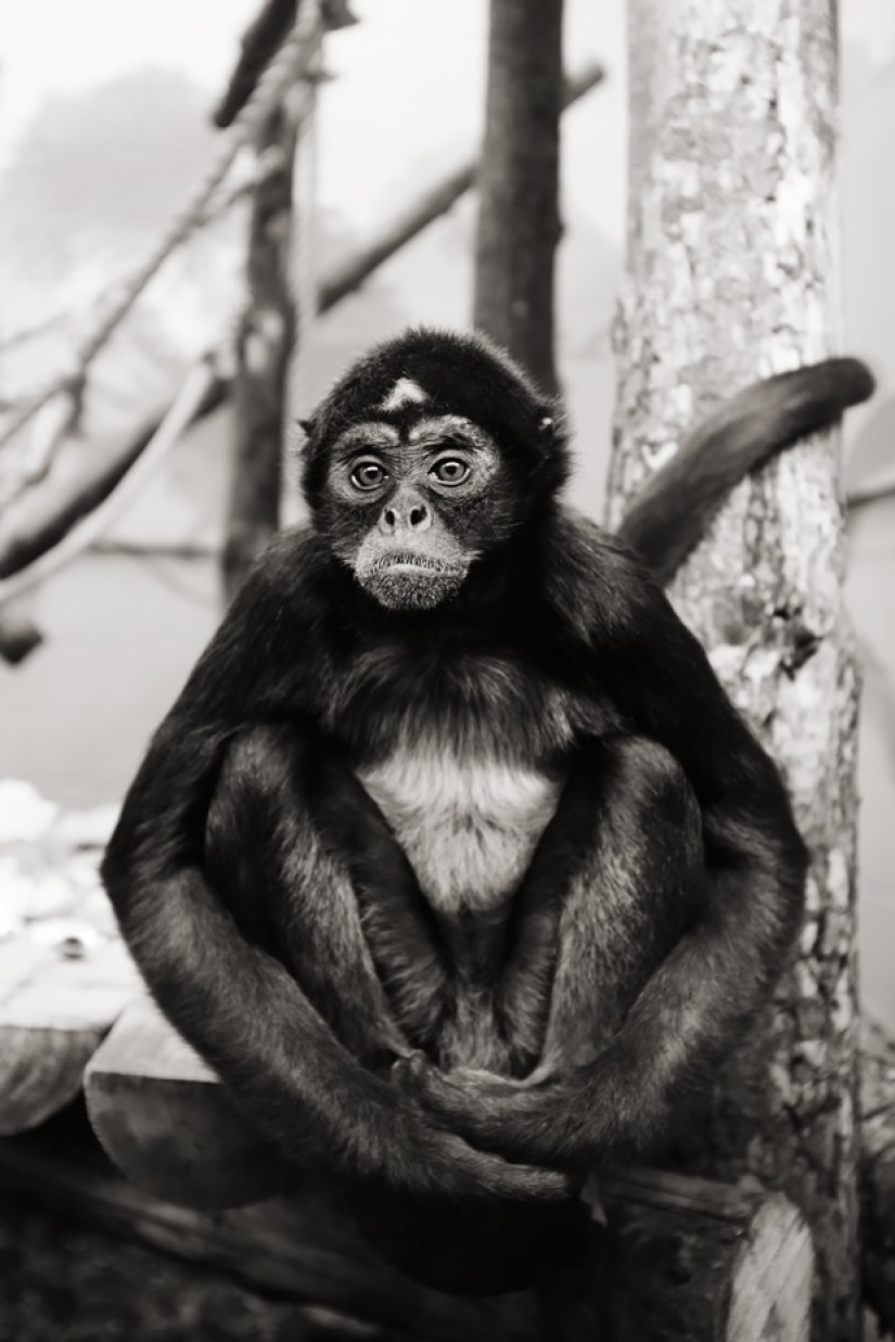 Horrors of zoos from around the world