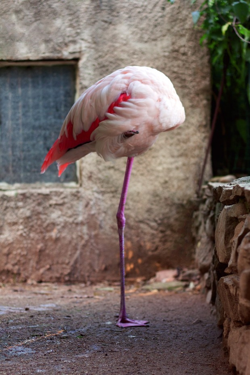 Horrors of zoos from around the world
