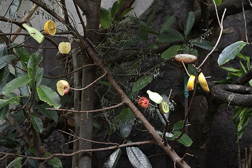 Horrors of zoos from around the world