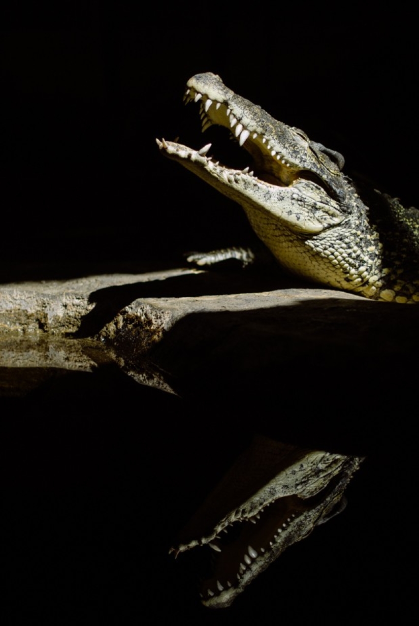 Horrors of zoos from around the world