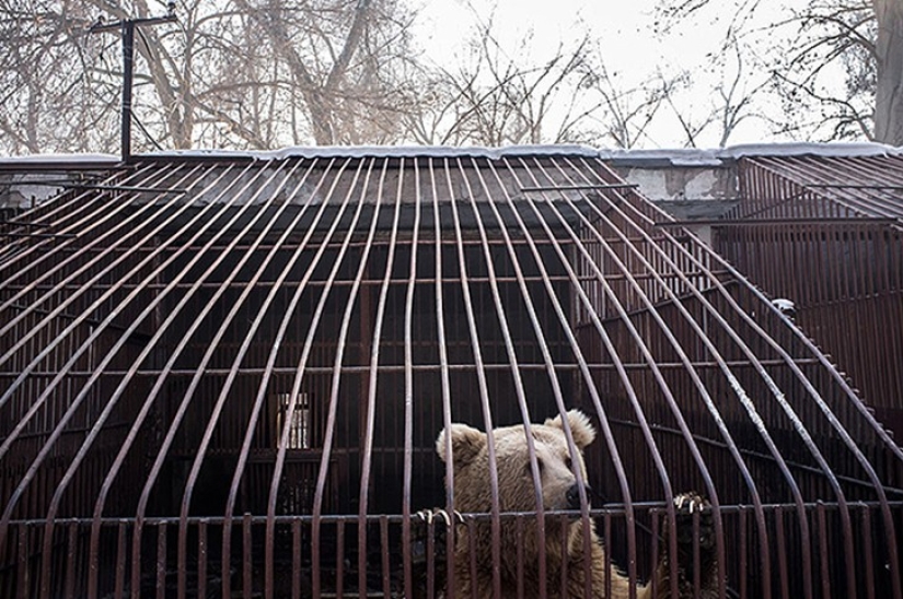 Horrors of zoos from around the world