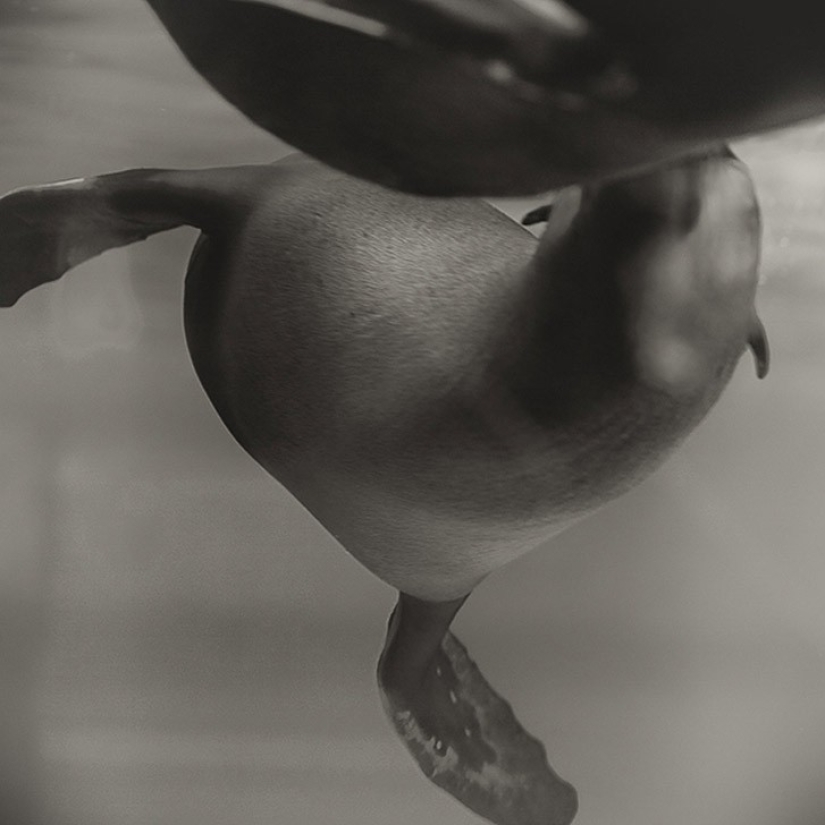 Horrors of zoos from around the world