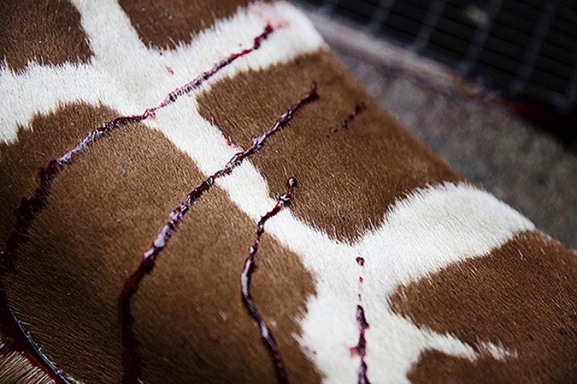 Horrors of zoos from around the world