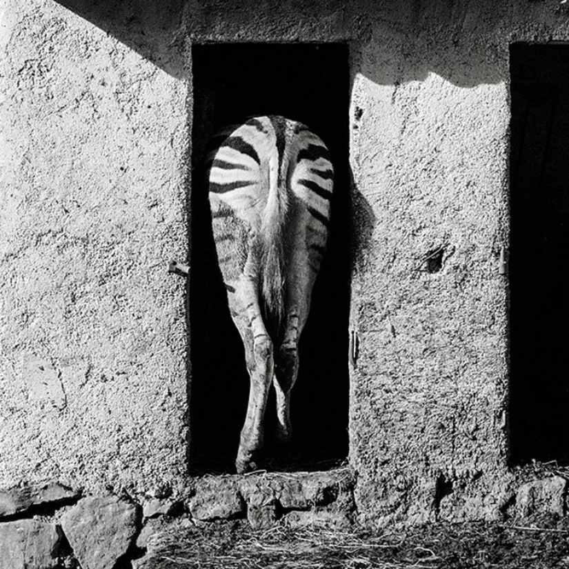 Horrors of zoos from around the world