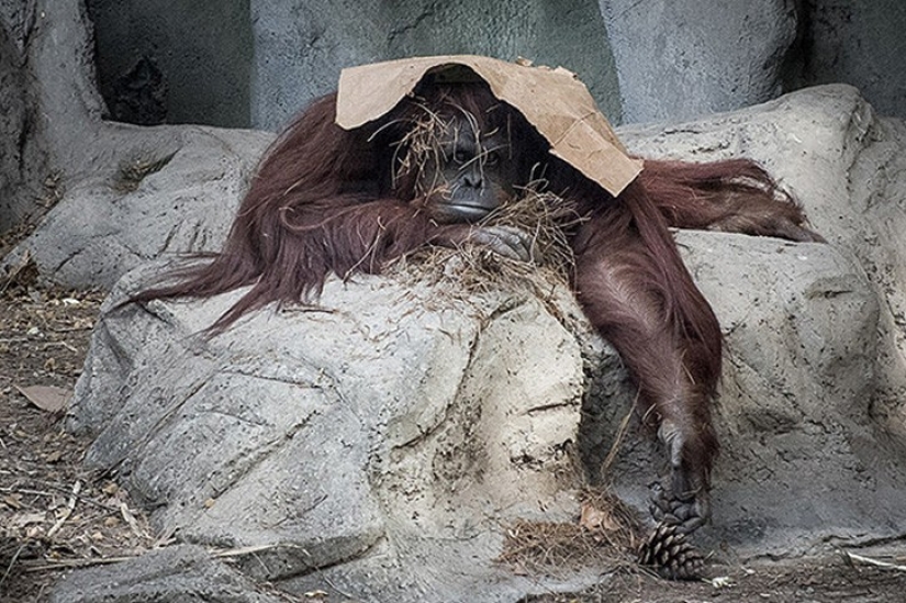 Horrors of zoos from around the world