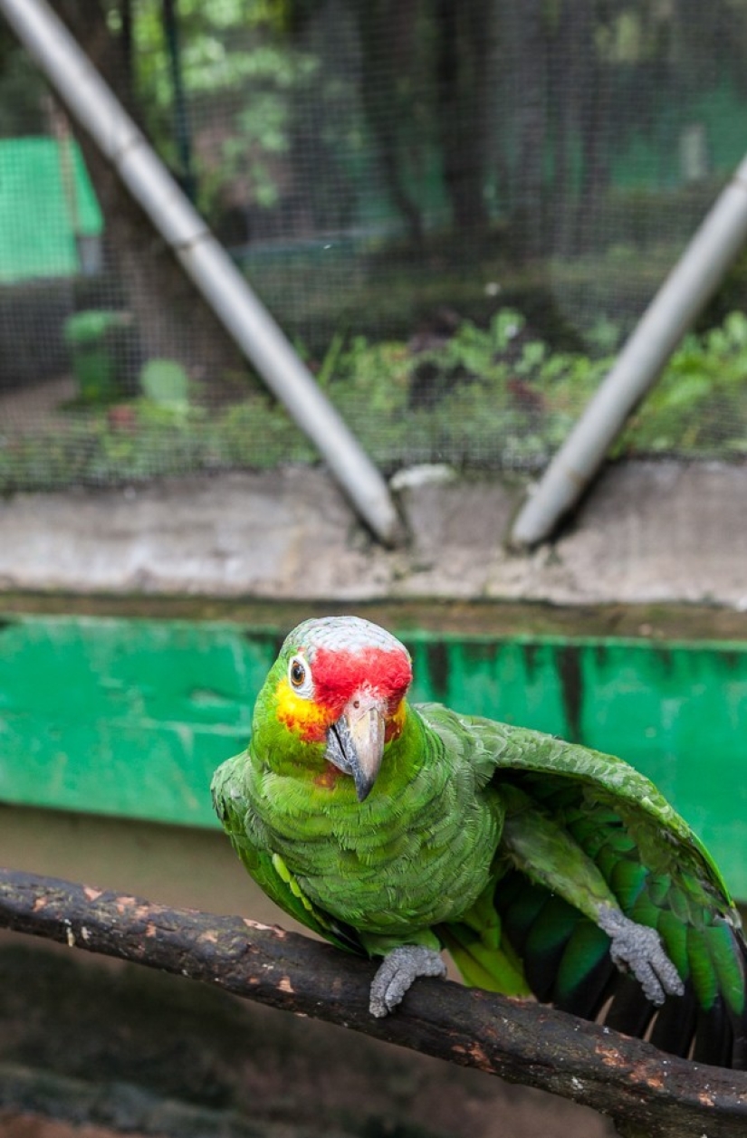 Horrors of zoos from around the world