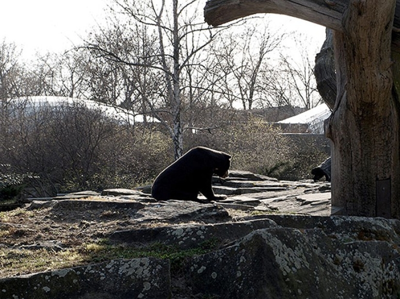 Horrors of zoos from around the world