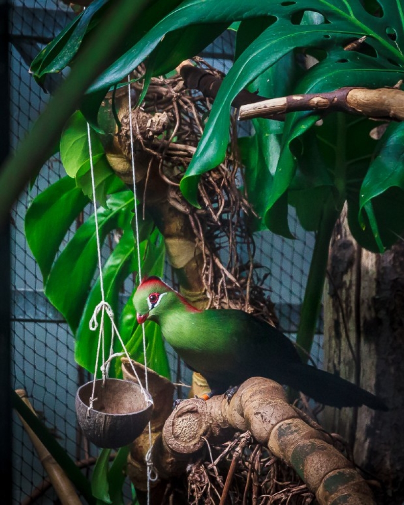 Horrors of zoos from around the world