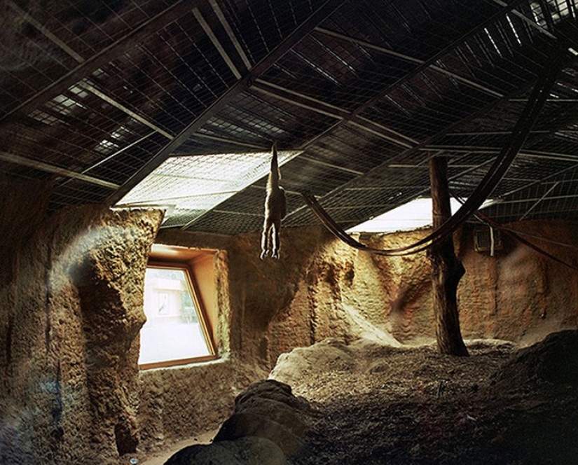 Horrors of zoos from around the world