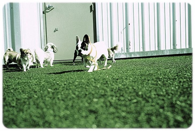 hotel para perros de 5 estrellas