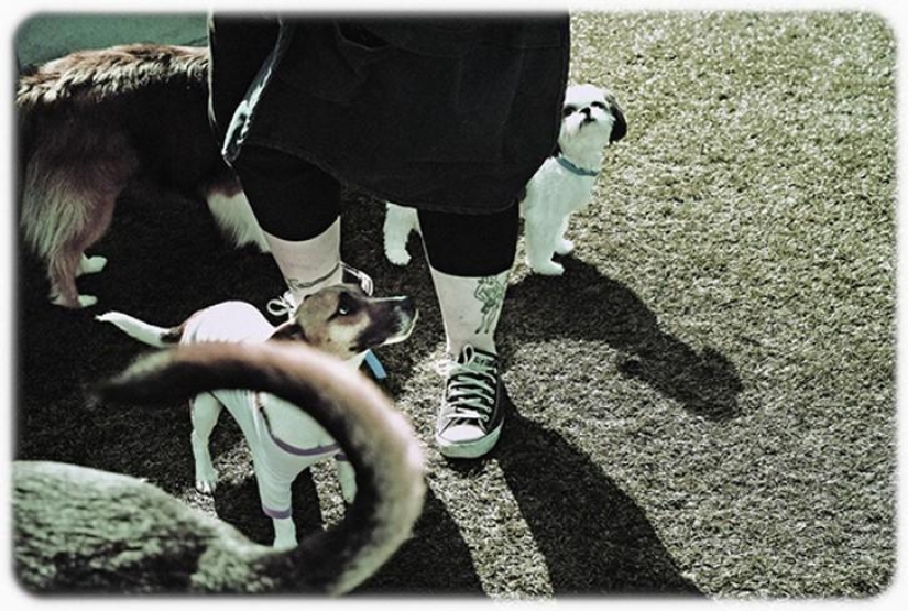 hotel para perros de 5 estrellas