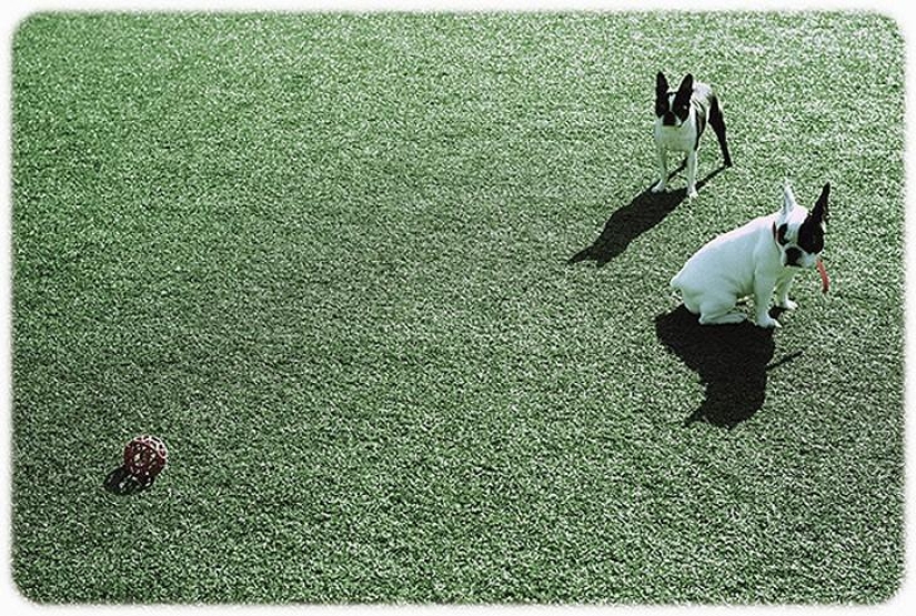 hotel para perros de 5 estrellas