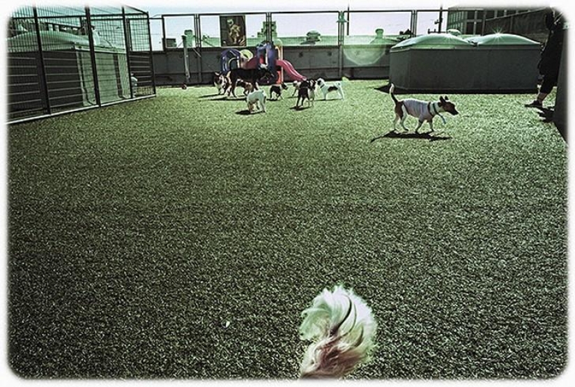 hotel para perros de 5 estrellas