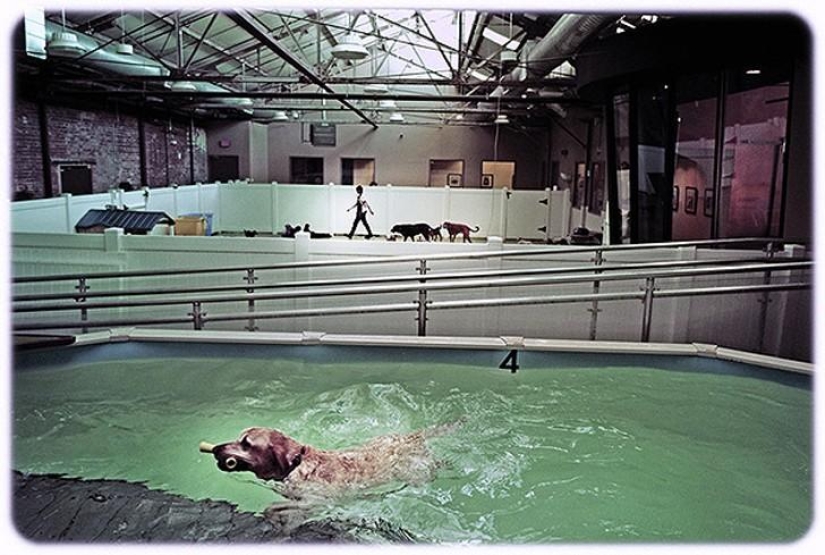 hotel para perros de 5 estrellas