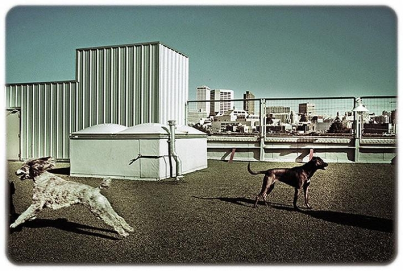 hotel para perros de 5 estrellas