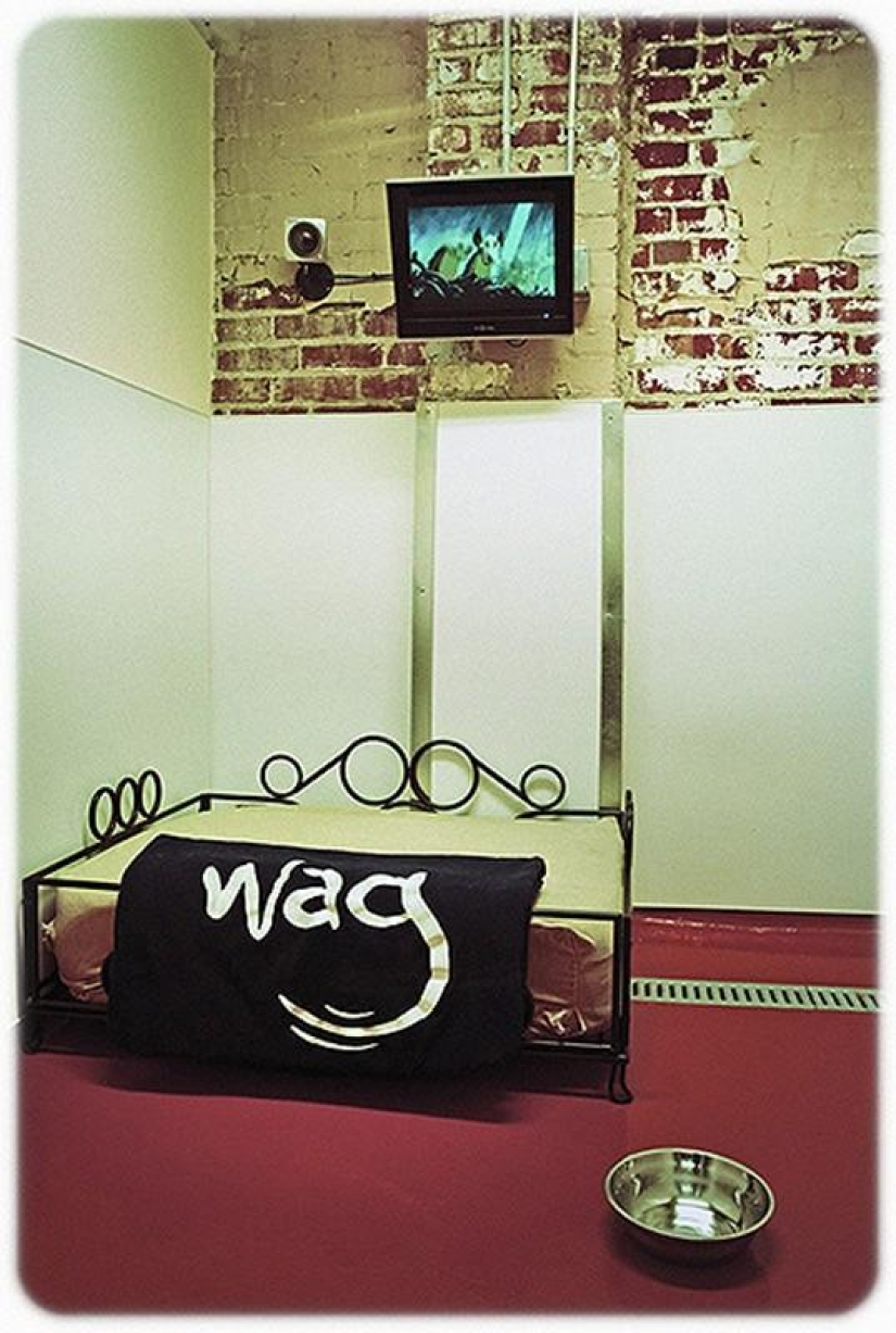 hotel para perros de 5 estrellas