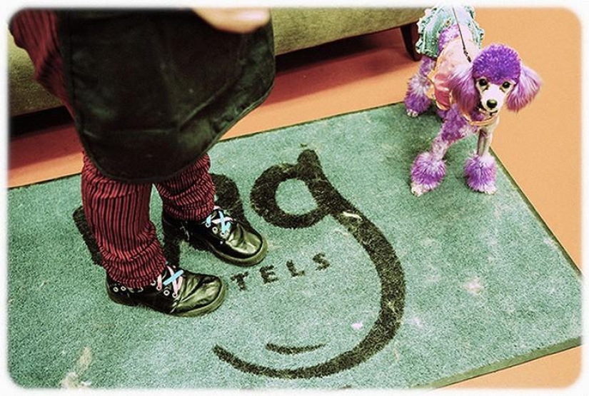 hotel para perros de 5 estrellas