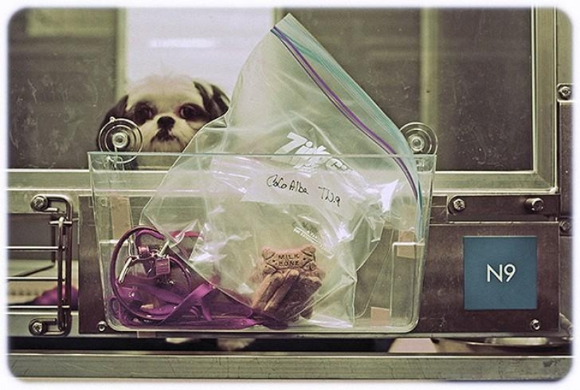 hotel para perros de 5 estrellas