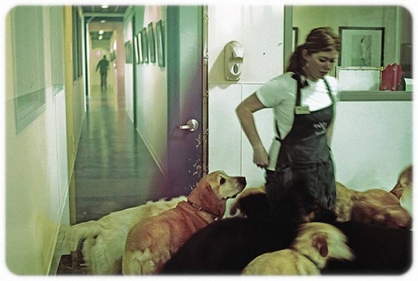 hotel para perros de 5 estrellas