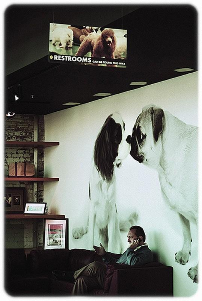 hotel para perros de 5 estrellas