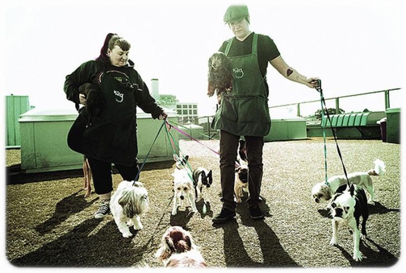 hotel para perros de 5 estrellas