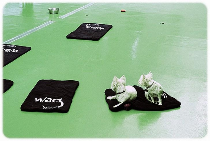 hotel para perros de 5 estrellas