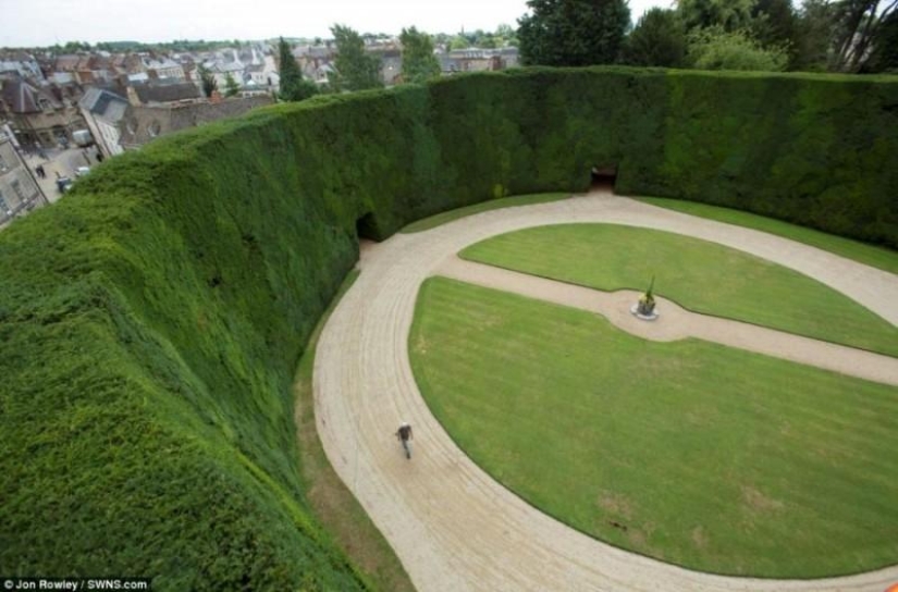 How 300-year-old yews are trimmed