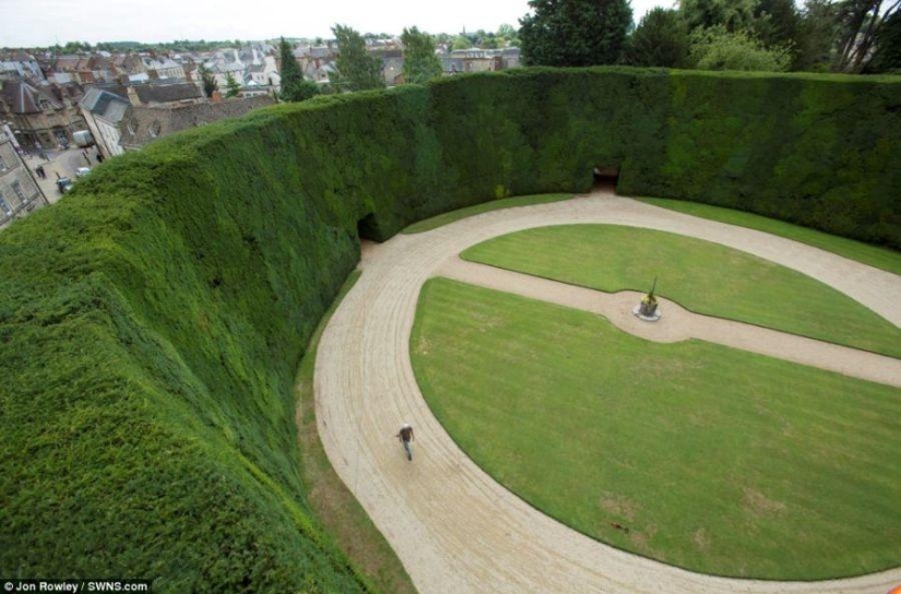 How 300-year-old yews are trimmed