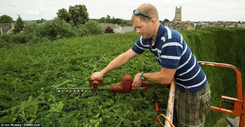 How 300-year-old yews are trimmed
