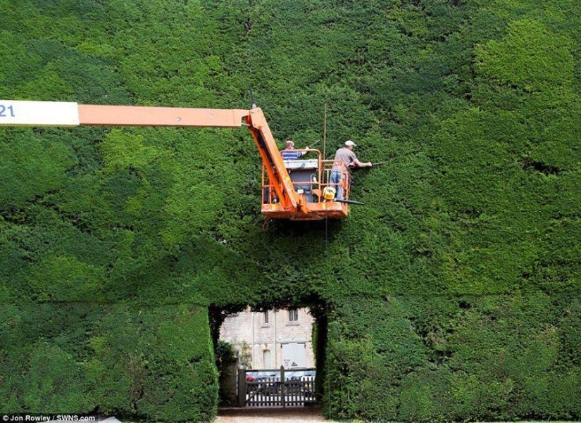 How 300-year-old yews are trimmed
