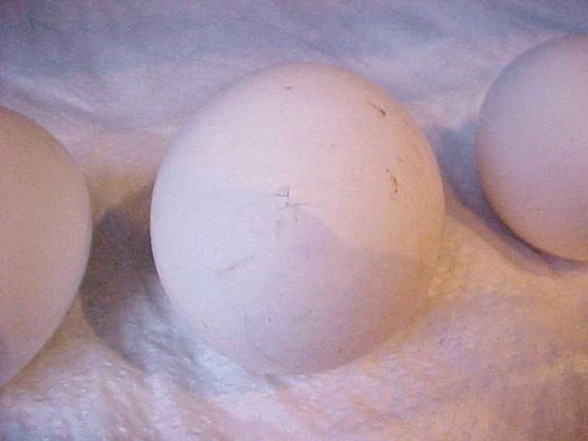 How a chicken develops from an egg