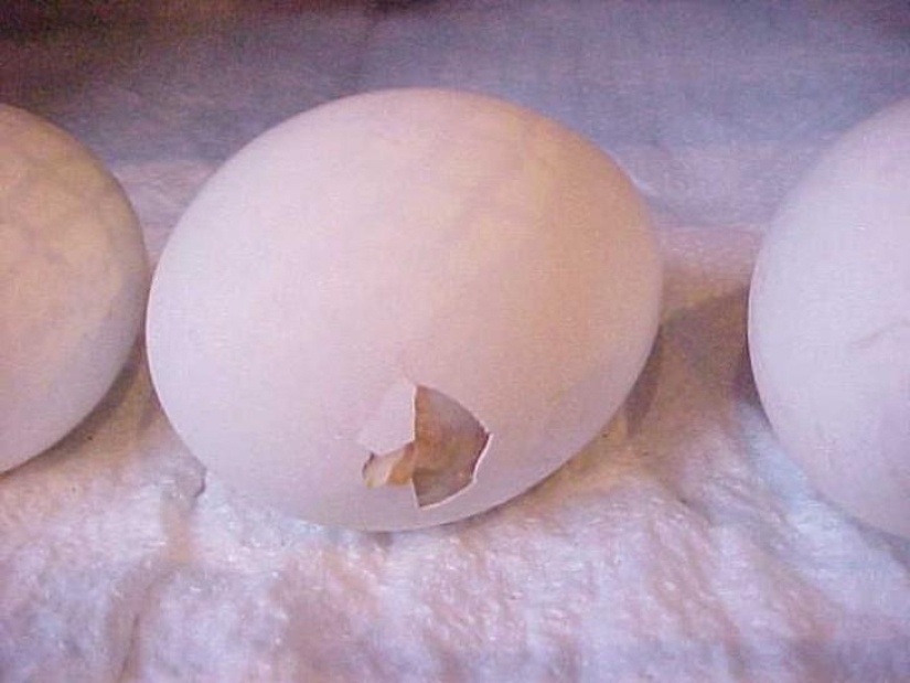 How a chicken develops from an egg