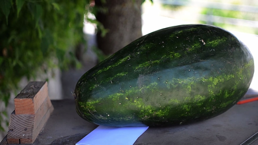 How a watermelon was turned into a creepy dragon