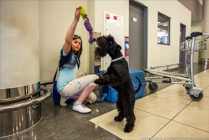 How animals are transported by plane How animals are transported by plane