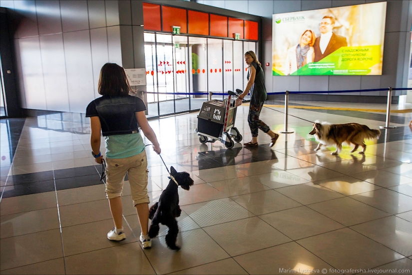 How animals are transported by plane How animals are transported by plane