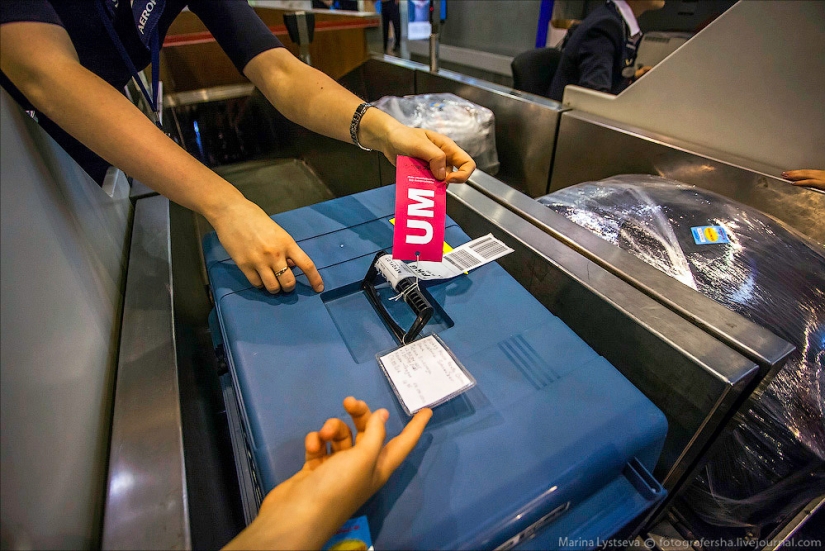 How animals are transported by plane How animals are transported by plane