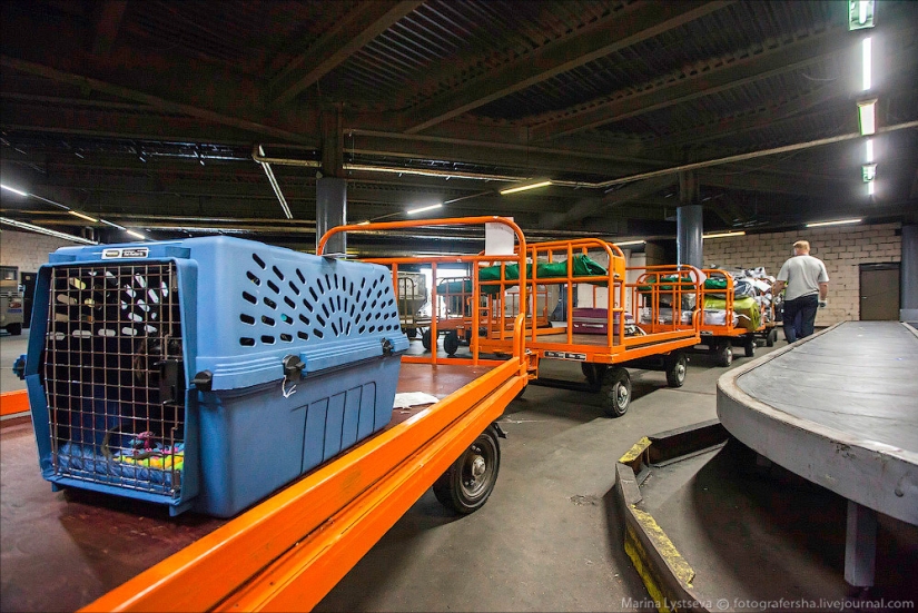 How animals are transported by plane How animals are transported by plane