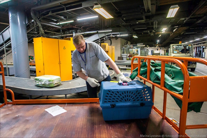 How animals are transported by plane How animals are transported by plane