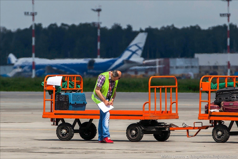How animals are transported by plane How animals are transported by plane