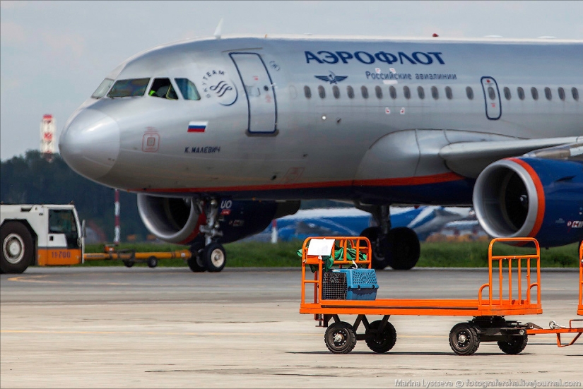 How animals are transported by plane How animals are transported by plane