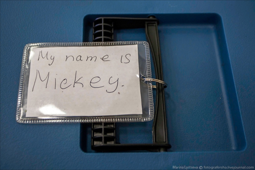 How animals are transported by plane How animals are transported by plane