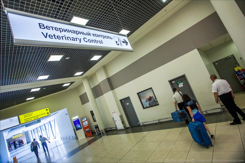 How animals are transported by plane How animals are transported by plane