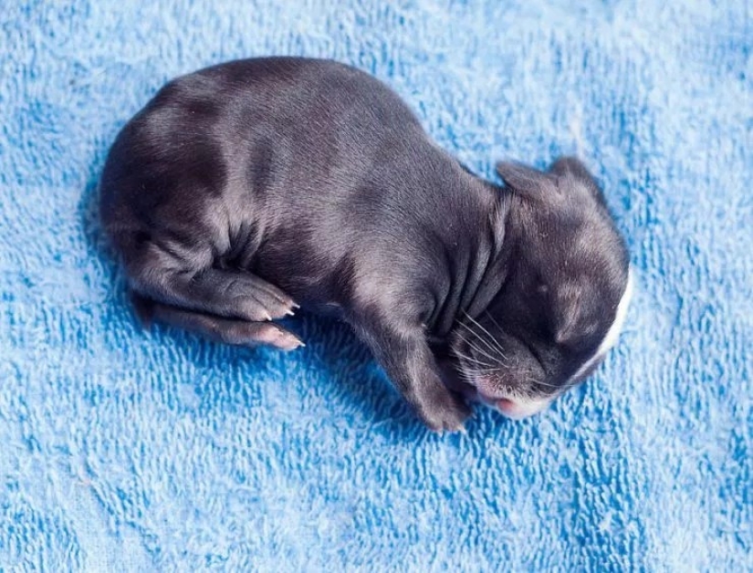 How baby rabbit grows, day by day