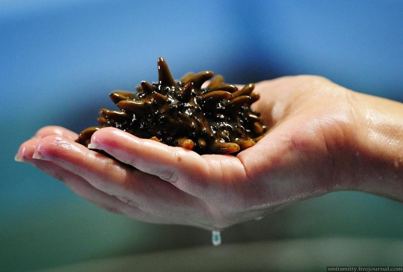 How Far Eastern trepang is grown in Primorye How Far Eastern trepang is grown in Primorye