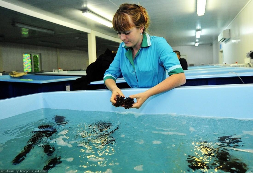 How Far Eastern trepang is grown in Primorye How Far Eastern trepang is grown in Primorye