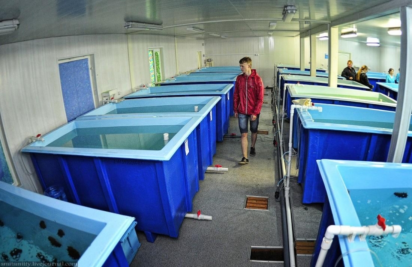 How Far Eastern trepang is grown in Primorye How Far Eastern trepang is grown in Primorye